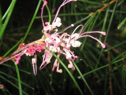 grevillea-01-2014a