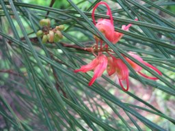 grevillea-01-2014c