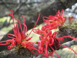 grevillea-01-2014f