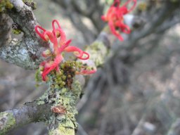 grevillea-01-2014g