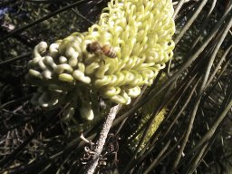grevillea-12b