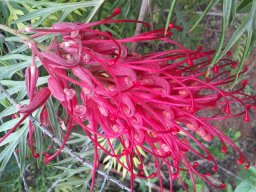 grevillea-12c