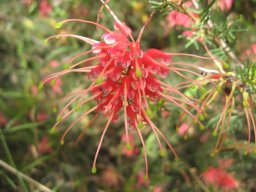 grevillea-26-04-2014a