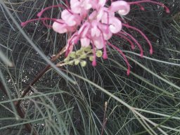 grevillea-johnsonii-2012