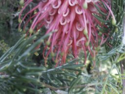 grevillea12a