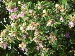 hava &raquo; Grewia