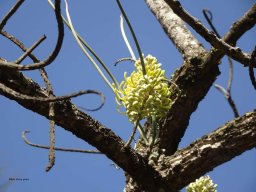 hava &raquo; chordophylla