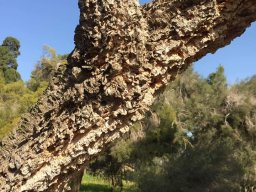Hakea_chordophylla1