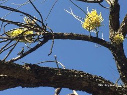 Hakea_chordophylla2