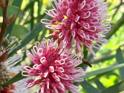 Hakea_multilineata