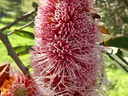 Hakea_multilineata1