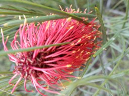 hakea-multilineata20160326