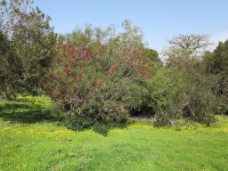 Hakea-orthorrhyncha