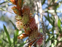 hakea-petiolaris-feb-18-2