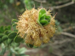 hakea-12-04-2014b