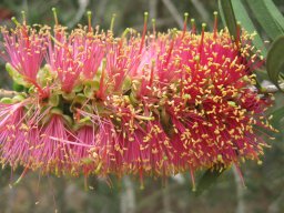 hakea-26--04-2014
