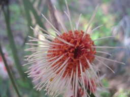 hakea-laurina-15-02-2014
