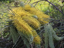 hakea-trineura-306-12-2017