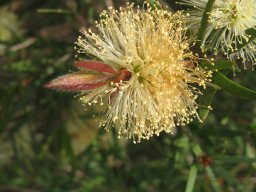 hakea12-04-2014