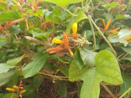 Hamelia_patens_2017
