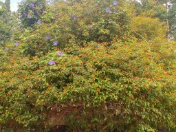 Hamelia_patens_2017_A