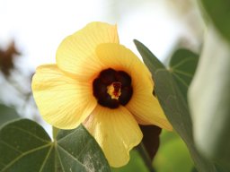 Hibiscus_tiliaceus