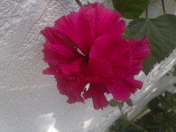 hava &raquo; Hibiscus