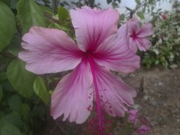 hibiscus-020814b
