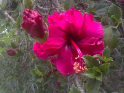 hibiscus-020814c