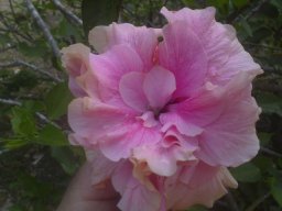 hibiscus-020814d