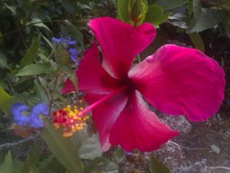 hibiscus-020814f