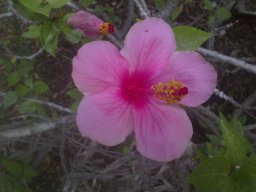 hibiscus-020814j