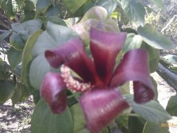 hibiscus-elatus--