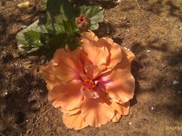 hibiscus-orange--