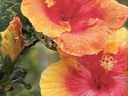 hibiscus-rosa-fireside
