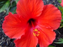 hibiscus-rosa-sinensis