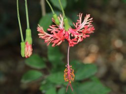 hibiscus-schizopetalus-2018-06-23