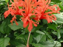 hibiscus-schizopetalus1