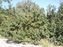hibiscus-tiliaceus1--