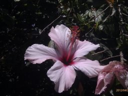 hibiscus