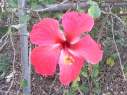hibiscus1