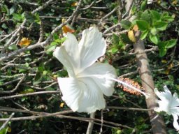 hibiscus5