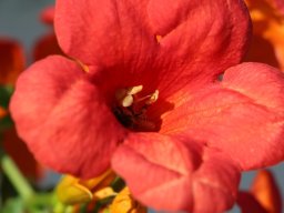 hibiscus_rosa_sinensis__