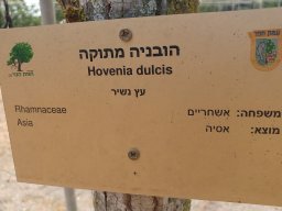 Hovenia_dulcis_s