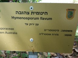 hava &raquo; Hymenosporum