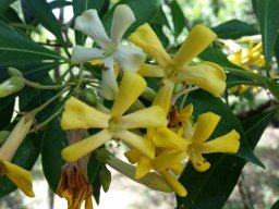 Hymenospor-um-flavum-04-2016