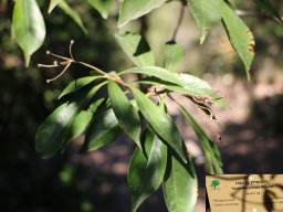 hymenosporum-flavum-nov17