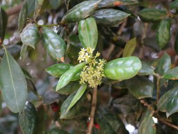 hava &raquo; Ilex
