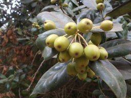 ilex-cornuta-090814