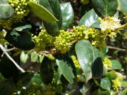 ilex-curnuta